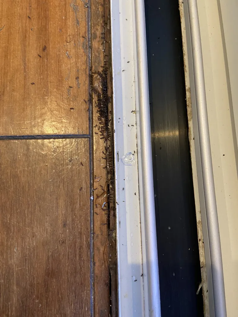 Traitement de fourmis dans une maison individuelle à Marseille 13006 dans les Bouches-du-Rhône