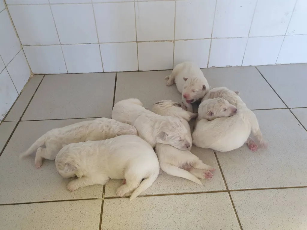 CHIOTS BERGER BLANC SUISSE NES LE 04.03.2020