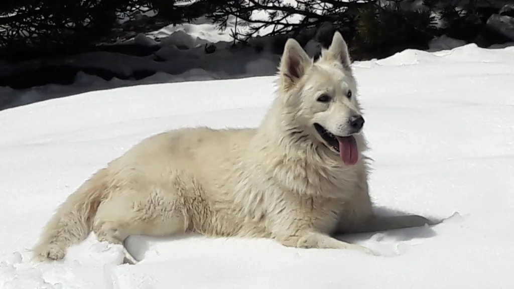 Chiots Berger Blanc Suisse au LOF en PACA