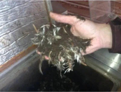 L'eco-Digesteur permet l'elimination des déchets de volailles et d'ordures.