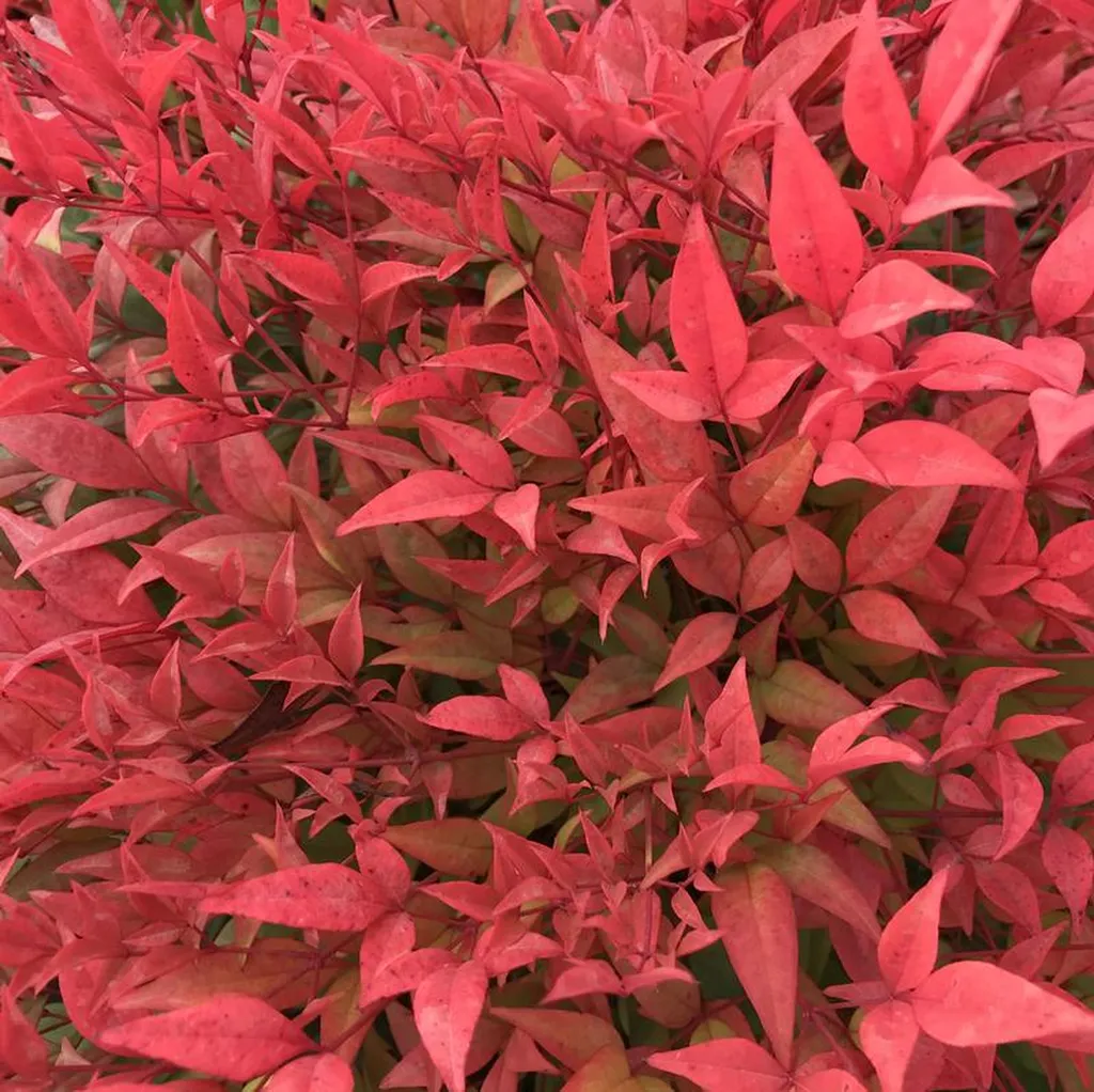VOTRE JARDINERIE À LA TESTE DE BUCH PROPOSE LA VENTE D'ARBRES DE HAIE PERSISTANTS POUR SE PROTÉGER DU VIS-À-VIS