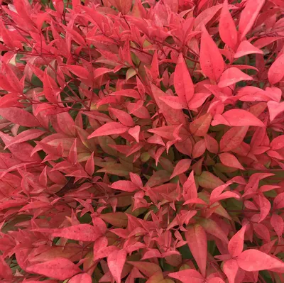VOTRE JARDINERIE À LA TESTE DE BUCH PROPOSE LA VENTE D'ARBRES DE HAIE PERSISTANTS POUR SE PROTÉGER DU VIS-À-VIS