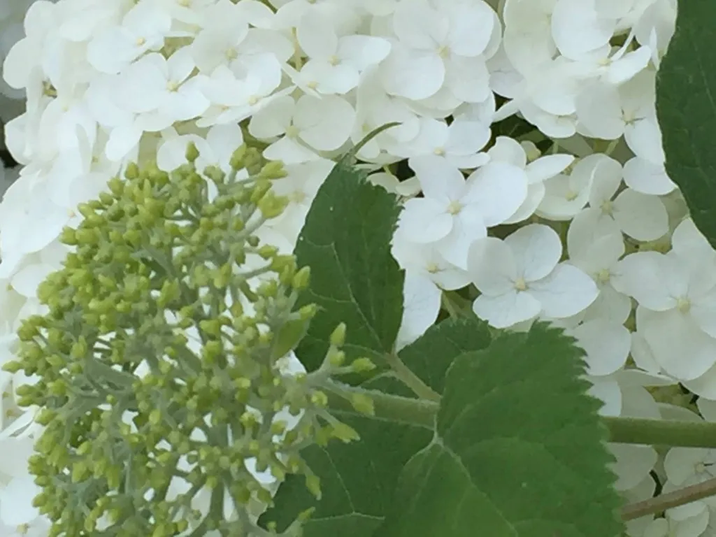 J'ai une passion pour les hydrangeas