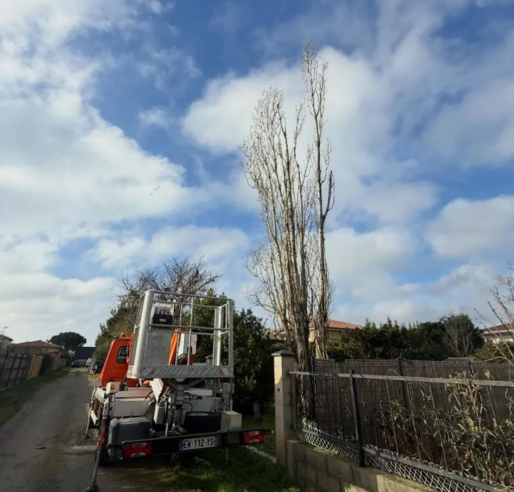 Élagage d’un peuplier à Saint-Simon près de Toulouse : intervention technique en hauteur réalisée par LT Paysage
