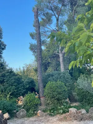Abattage d’arbres dangereux à Saint Rémy de Provence
