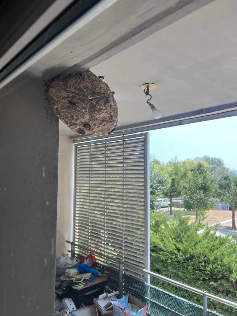 Traitement d’un nid de frelons asiatiques sur le balcon d’un appartement situé à Aix-en-Provence (13)