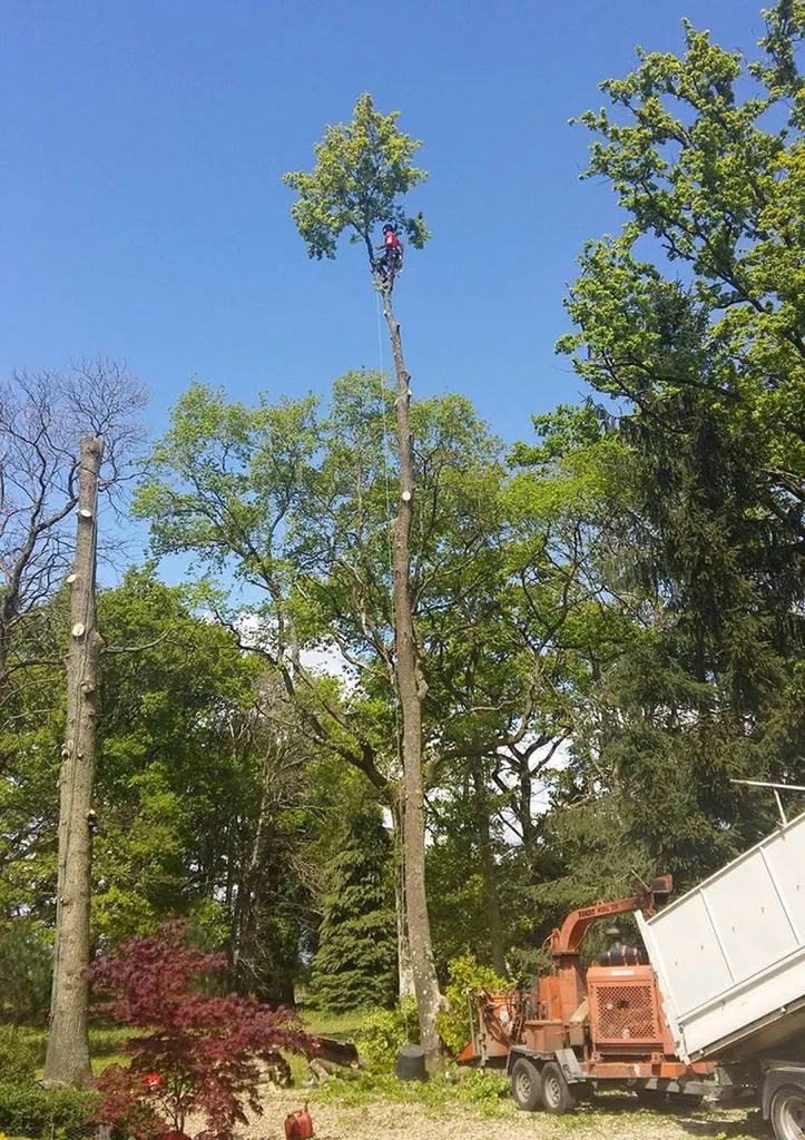 Un élagueur professionnel pour l'élagage et l'abattage d'arbres a pauillac