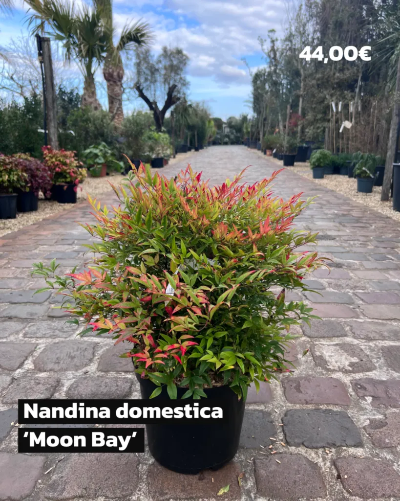 DECOUVREZ NOTRE PARC VEGETAL