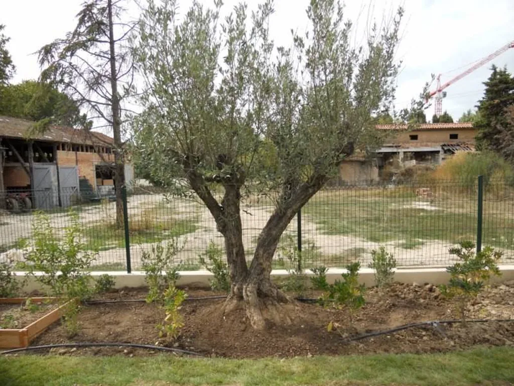 Plantation d'un olivier centenaire par le paysagiste Rouvier Romain.