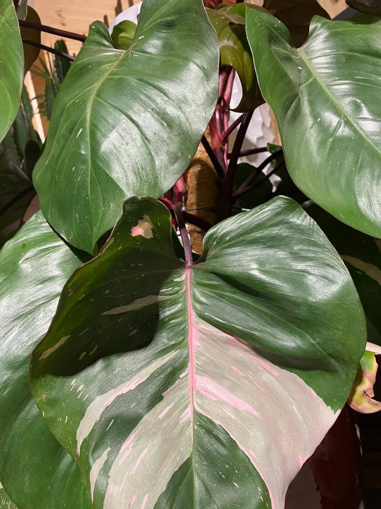 VÉGÉTAUX D'INTÉRIEUR