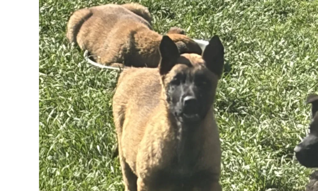 Chiot Femelle Berger Belge Malinois LOF