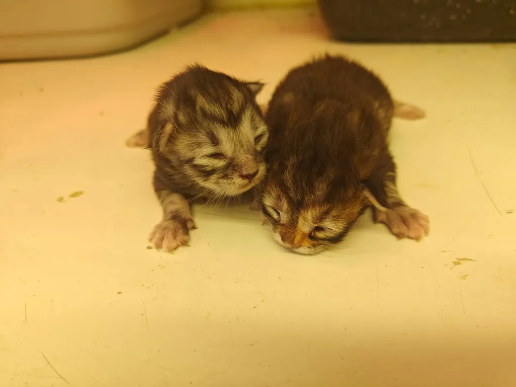 Chatons à réserver – Portée du 16 avril 2026 (1 mâle roux, 4 femelles écaille et crème)