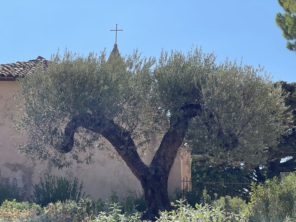 Plantation d’un olivier multicentenaire à la grue — Expertise et précision