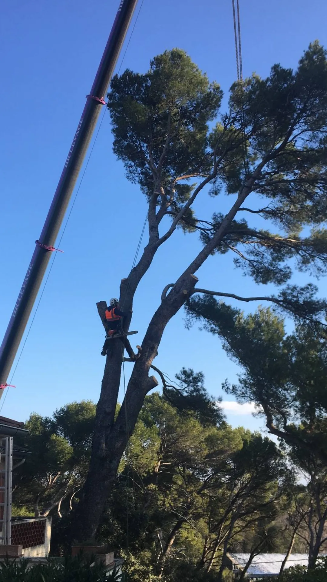 Abattage d’un arbre avec un camion grue à Vedène (Vaucluse)