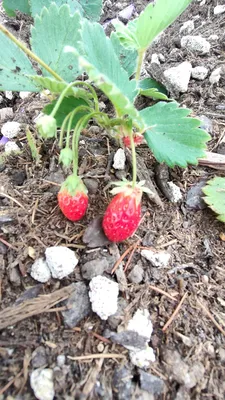 Les premières fraises en agriculture urbaine à Nice