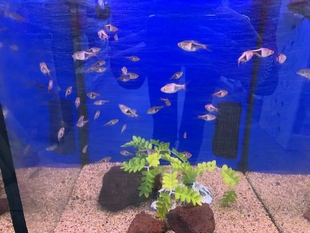 Acheter des poissons d'eau douce à proximité de Saint-Romain-de-Colbosc 76