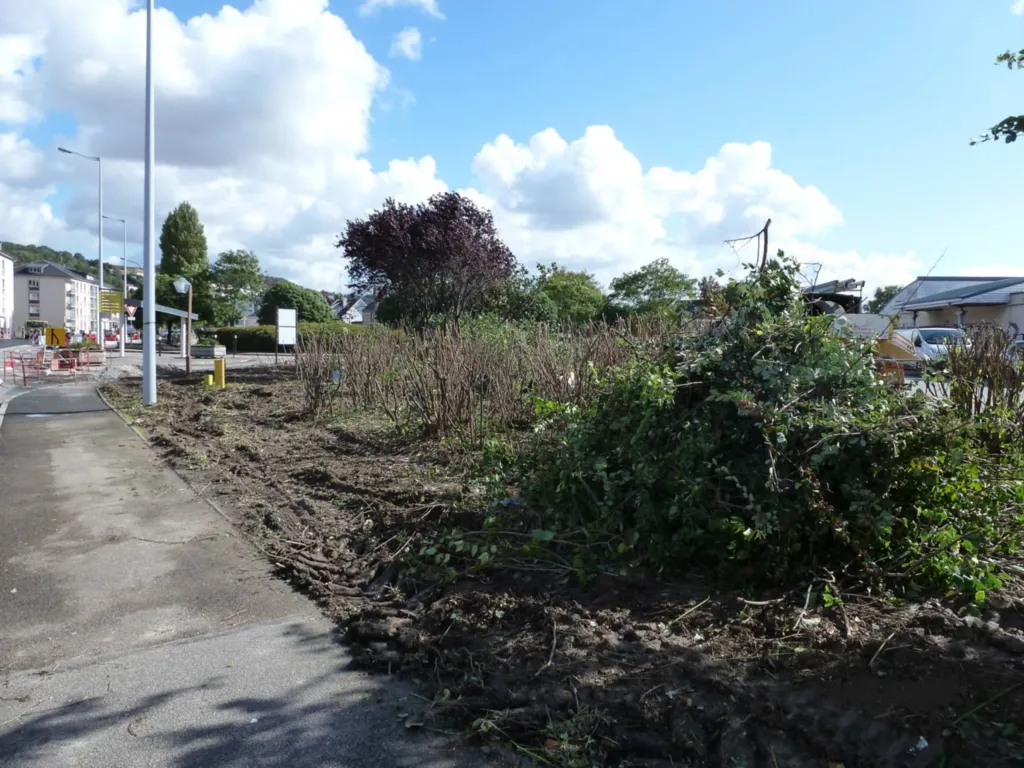 taille de rajeunissement secteur harfleur