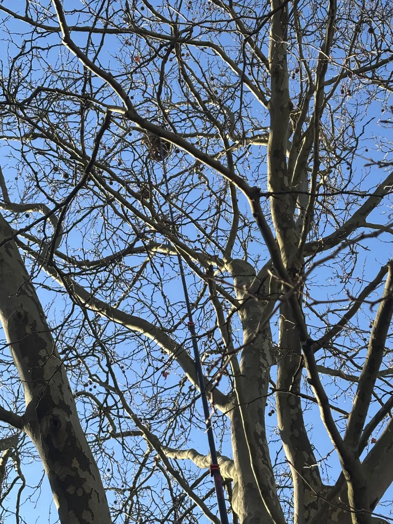 Destruction d’un nid de frelons à 20 mètres de hauteur à Lyon