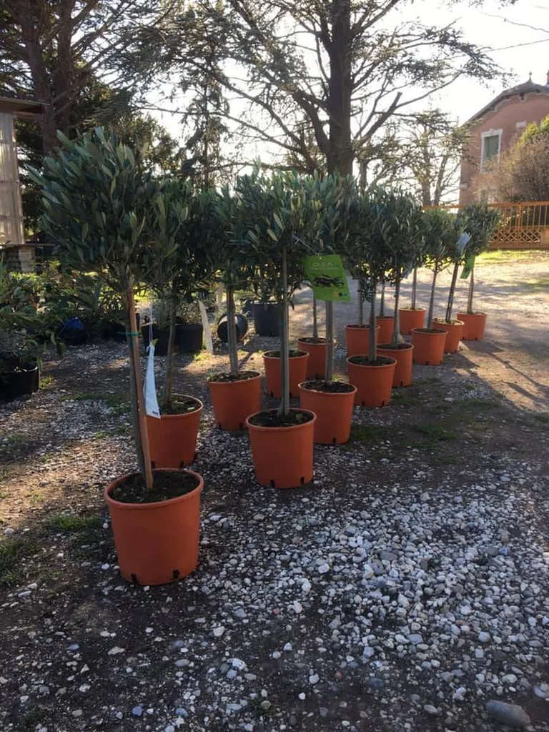 Pépinière Joubert, spécialiste des plantes de qualité, offre une large gamme de végétaux adaptés à vos projets d'aménagement extérieur