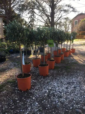 Pépinière Joubert, spécialiste des plantes de qualité, offre une large gamme de végétaux adaptés à vos projets d'aménagement extérieur