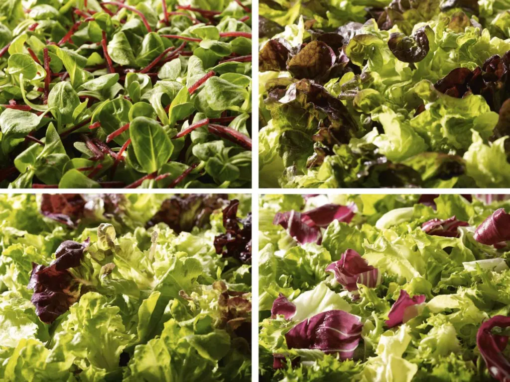 Packshot Photographe culinaire pour Bonduelle Frais France à Genas en région Auvergne-Rhône-Alpes