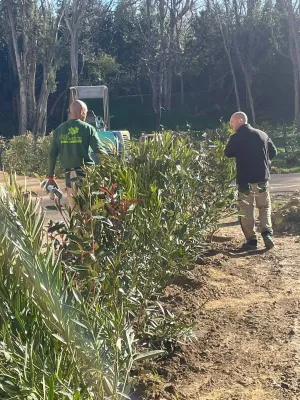Plantation de haies pour délimiter une entrée à Villeneuve-lès-Avignon