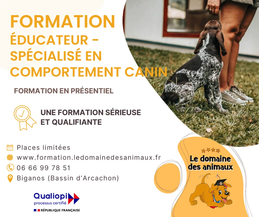 Devenez éducateur comportementaliste canin éthique et respectueux avec notre formation complète de septembre 2026 à Bordeaux-Bassin d’Arcachon : techniques actualisées pour une pratique bienveillante 
