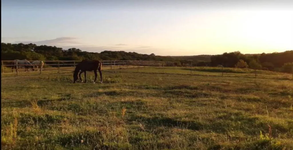 Ecurie près de Bordeaux aux petits soins pour les chevaux