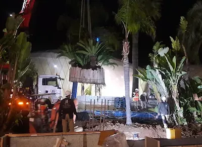 Transplantation de cyca centenaire à Monaco