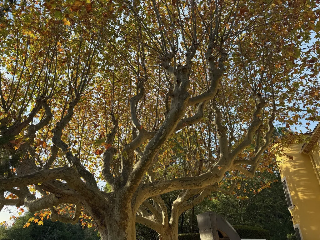 paysagiste taille platane lorgues var