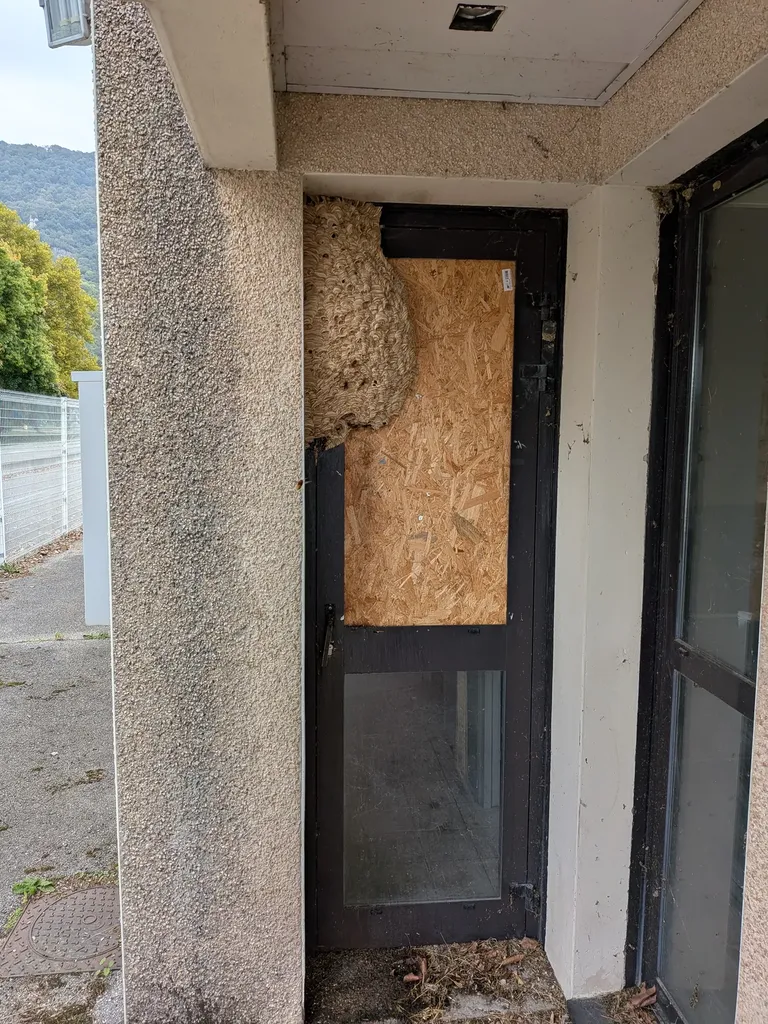 Présence de plusieurs frelons devant la fenêtre de ma maison le soir