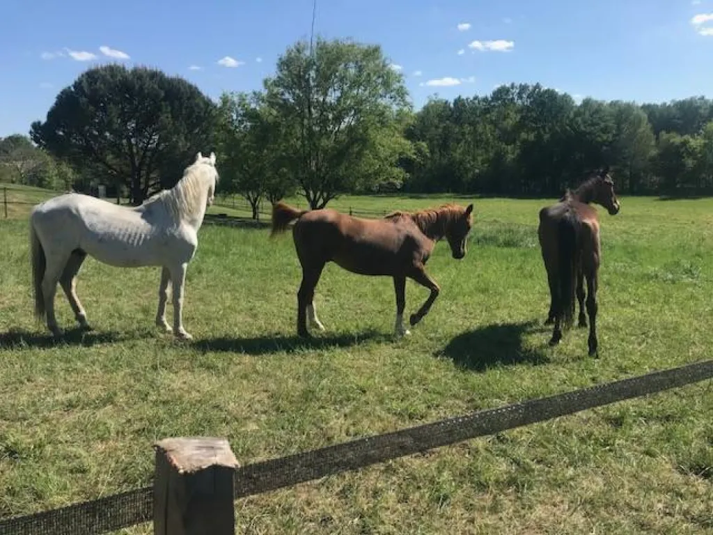 pension retraite pour chevaux à Bordeaux