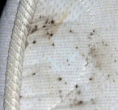 Petites taches noires sur votre matelas ou vos draps ? Il s'agit de déjections caractéristiques des punaises de lit. Ne tardez pas : A.M.A Nuisibles, expert certifié dans le Rhône, vous propose un diagnostic précis et un traitement radical pour retrouver 