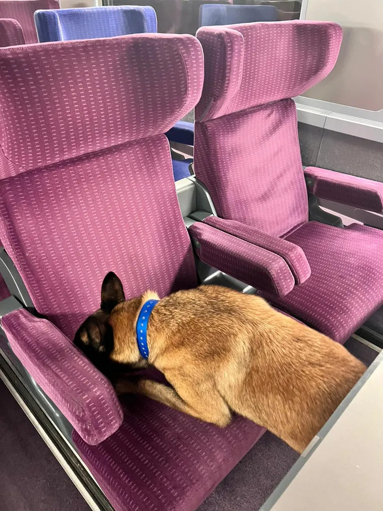 Chien expert de Canem Detect en mission de détection de punaise de lit dans un train