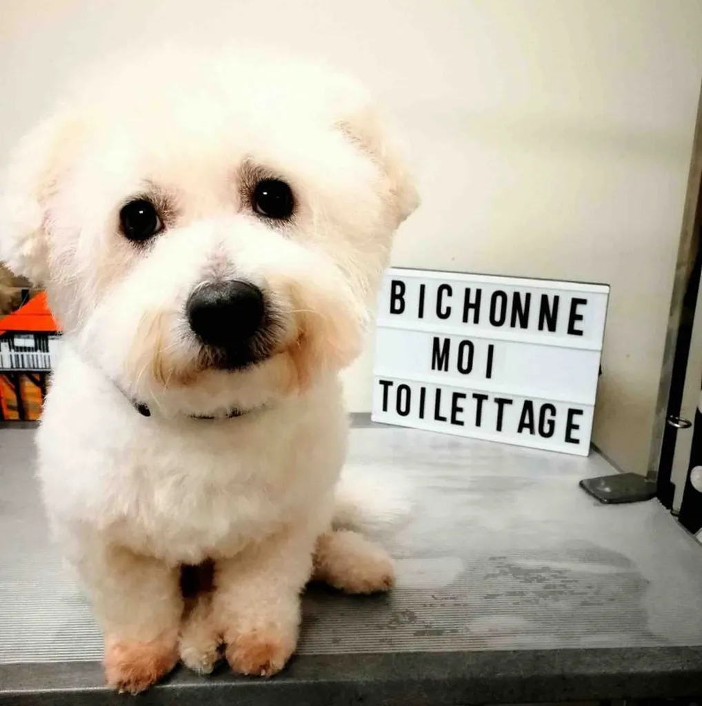 Toiletteuse La Teste