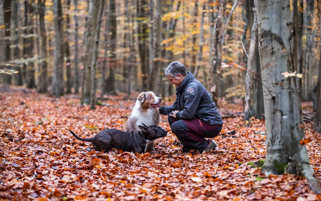 Valérie Guillet règle les troubles de l'anxiété chez les chiens, les chats et les chevaux par la constellation animale intuitive à Amiens