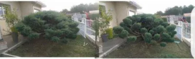 Taille d’un genévrier en nuage à Mérignac par une société spécialisée dans l'entretien des espaces verts