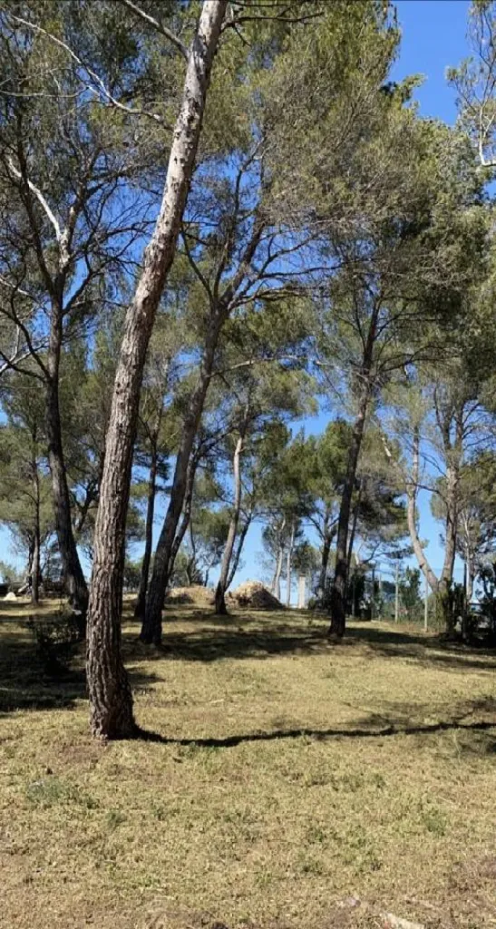 Débroussaillement obligatoire dans une pinède à Ventabren dans les Bouches du Rhone