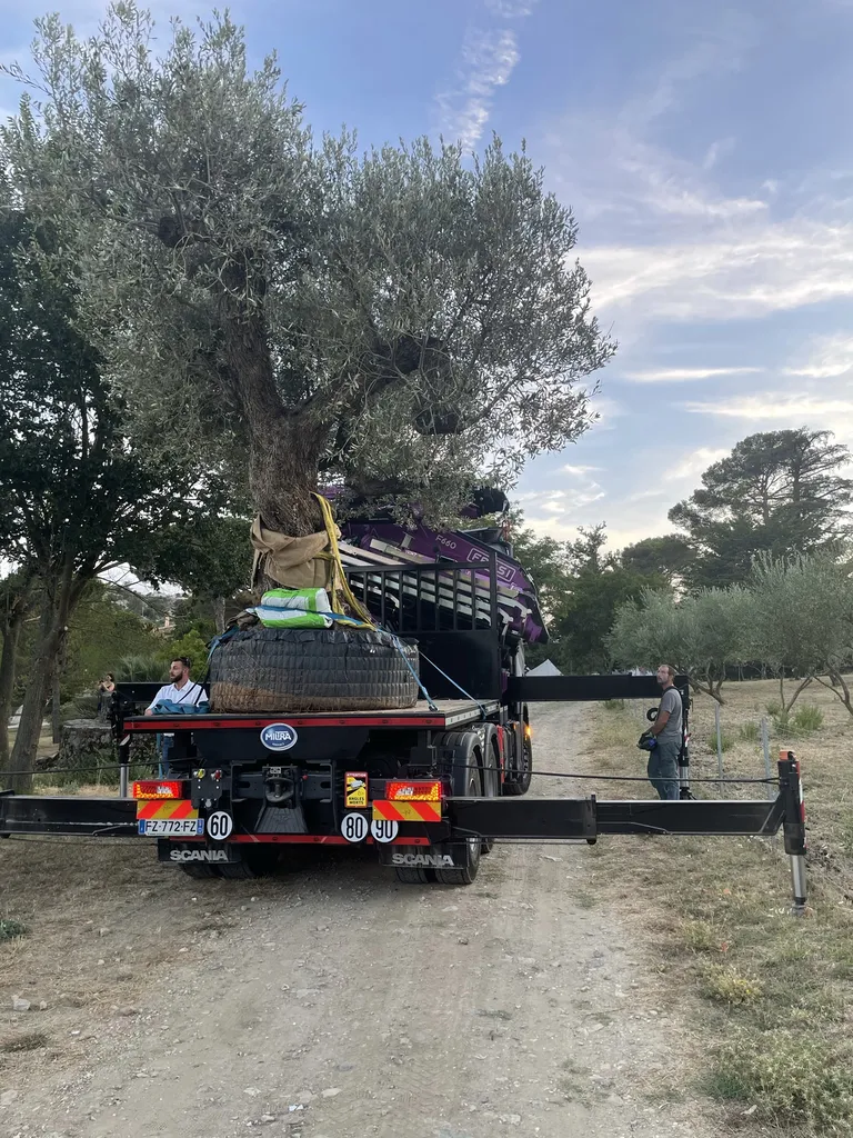 Plantation d’un olivier multicentenaire à la grue — Expertise et précision