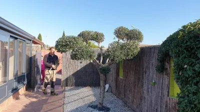 Paysagiste en Provence pour la taille d’olivier d’ornement en terre ou en pot