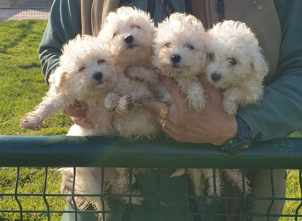 Vente de bichon frisé de l'élevage du Palais des Papes à Avignon