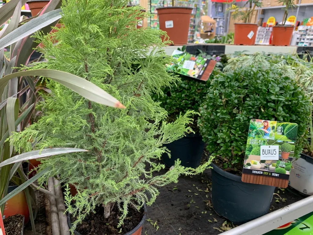 Trouver des plantes extérieures pour embellir son jardin ou son balcon