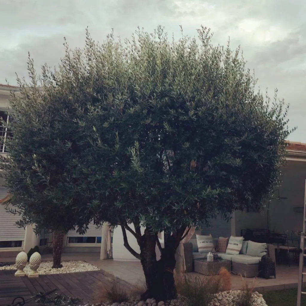 Olivier avant taille en boule