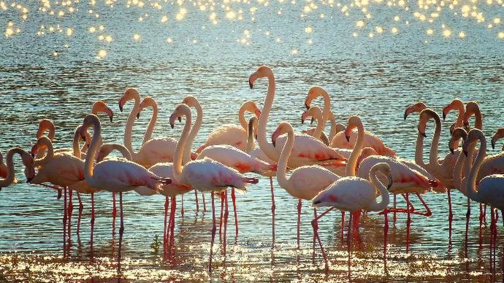 Privatisation safari 4x4 en Camargue pour la Saint-Valentin : une expérience unique en amoureux aux Saintes-Maries-de-la-Mer