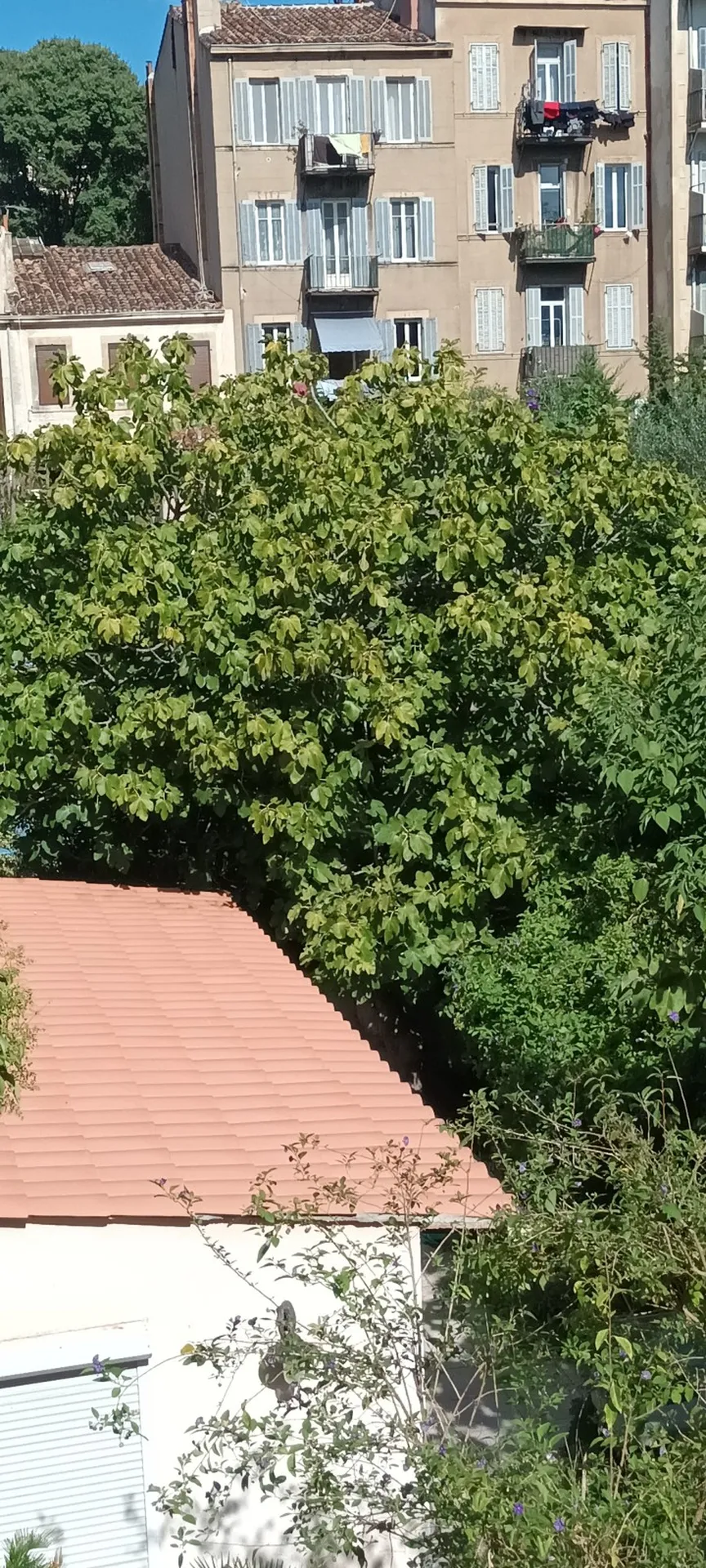 Élagage d'un acacia et d'un figuier à Marseille 13007