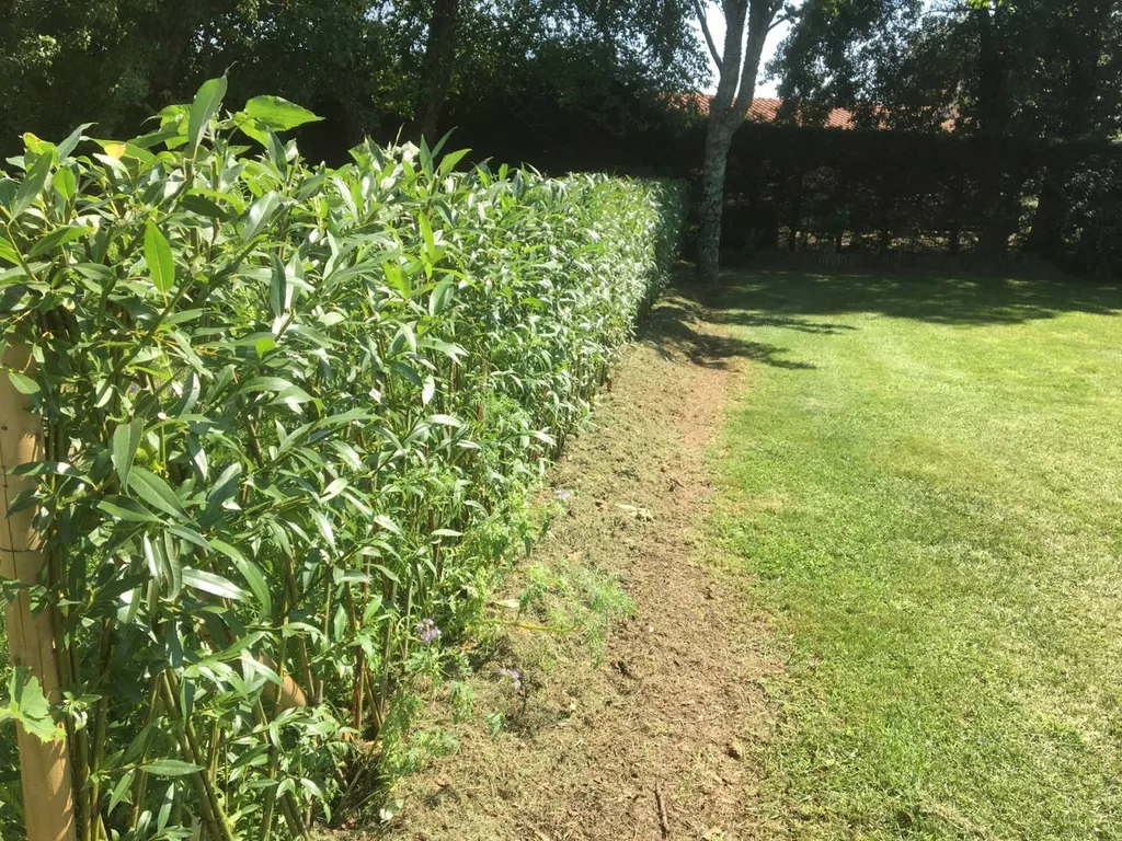 Pourquoi choisir une clôture naturelle esthétique pas chère pour votre jardin près de Cazaux avec l’expertise des paysagistes d'Évolution Paysage