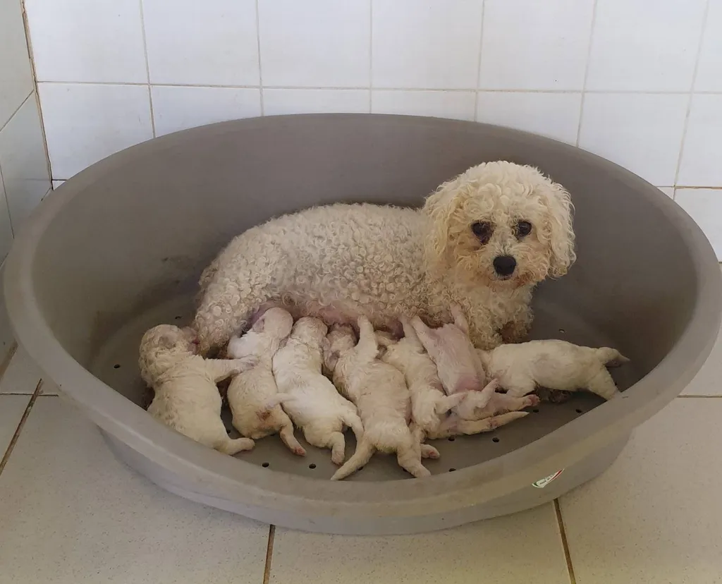 VENTE DE CHIOTS BICHON FRISES DE L'ELEVAGE DU PALAIS DES PAPES A AVIGNON