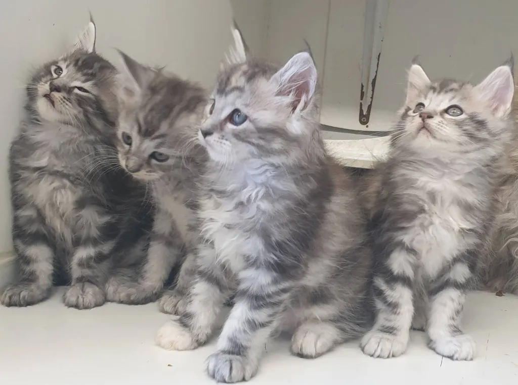 Chatons Maine Coon de l'élevage du palais des papes à Avignon