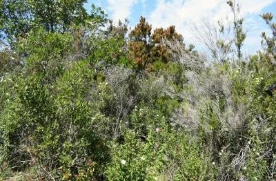 Entreprise de débroussaillage à Avignon pur le débroussaillement de terrain privé dans le Vaucluse