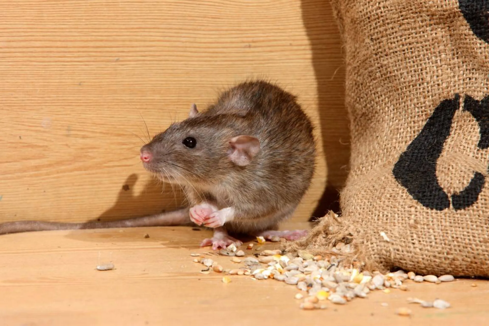 Quelles astuces à appliquer pour limiter ses chances de connaitre une invasion de rongeurs ?